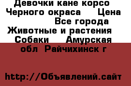 Девочки кане корсо. Черного окраса.  › Цена ­ 65 000 - Все города Животные и растения » Собаки   . Амурская обл.,Райчихинск г.